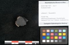 Foto (Objekt + Etikett) von Auracaria haastii (NHMW-GEO-2024-0188-11581)